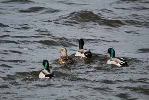 Being Social on the Water