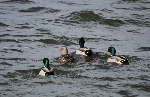 Being Social on the Water